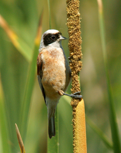 Rémiz penduline