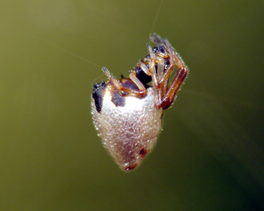Linyphie argyrode