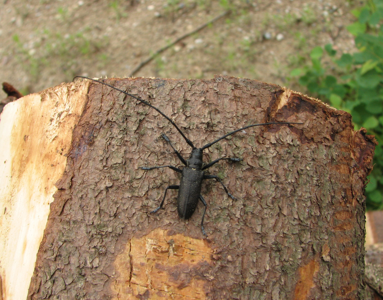 Monochame cordonnier