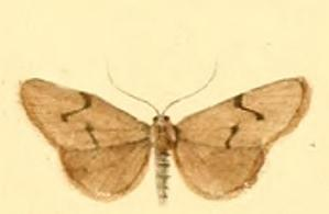 Lithosie de Godart (La)