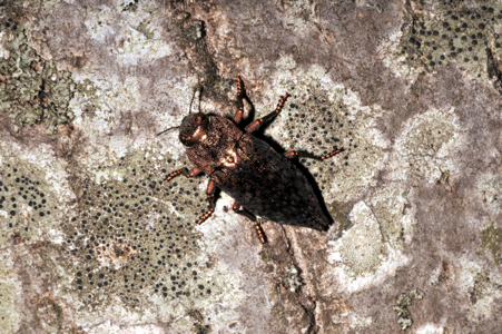 Dicerca alni
