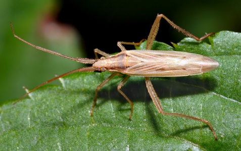 Stenodema laevigata