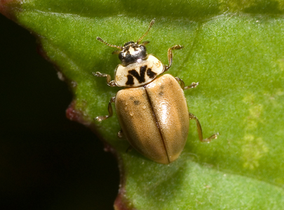 Aphidecta obliterata