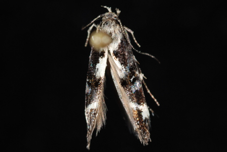 Mompha conturbatella