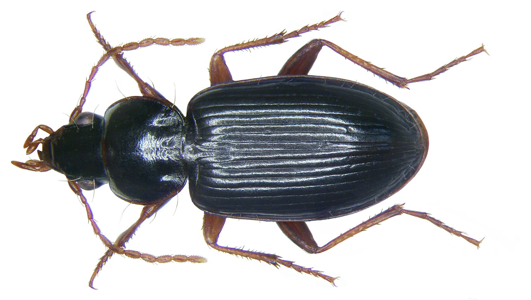 Synuque des bois