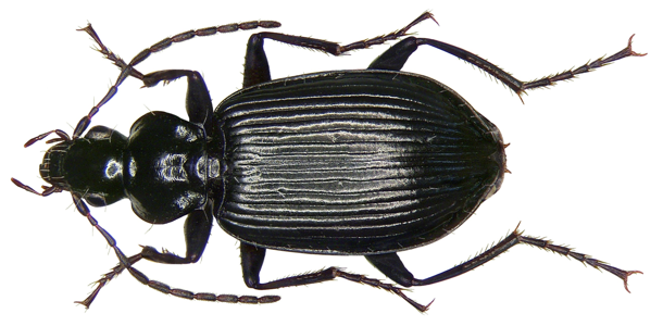 Platynus assimilis