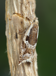 Ancylis myrtillana