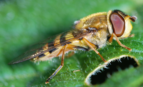Syrphus vitripennis