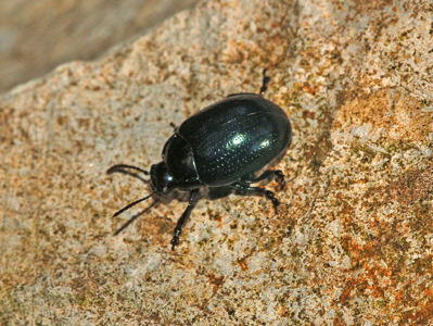 Chrysolina oricalcia