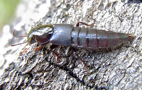 Quedius lateralis