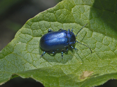 Oreina cacaliae