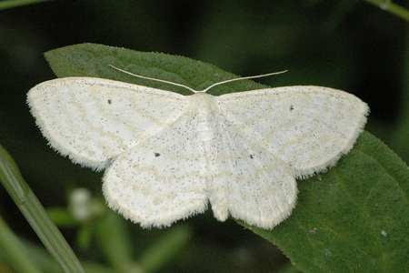 Acidalie des pâturages (L')