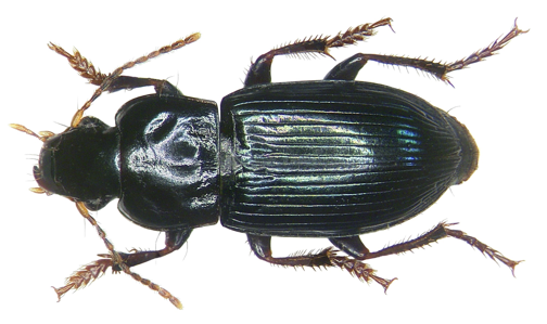Harpalus honestus