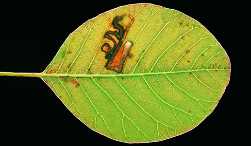 Simplimorpha promissa