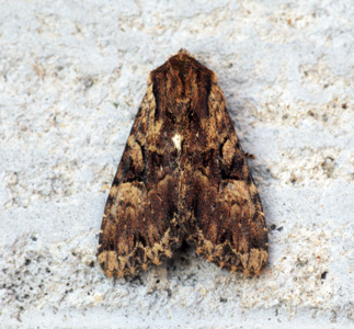 Noctuelle hépatique (La)