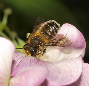 Megachile willughbiella