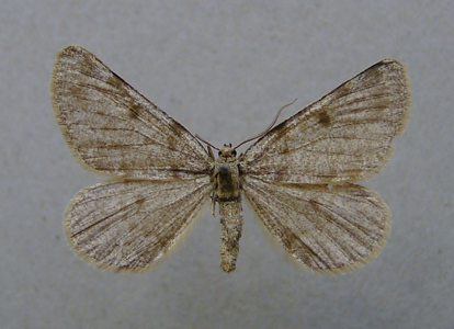 Gnophos esseulée (La)
