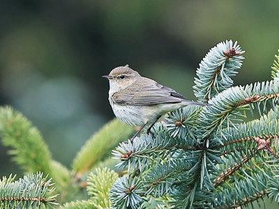 Phylloscopus collybita abietinus