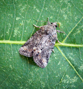 Bryophile andalouse
