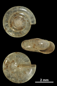 Cristalline méridionale