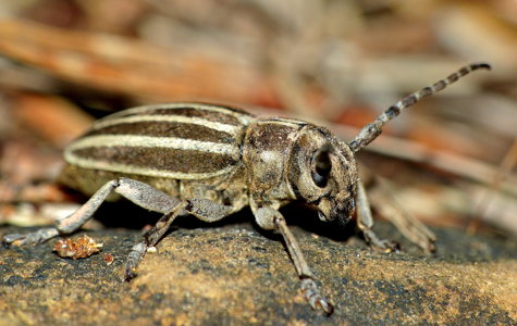 Iberodorcadion molitor