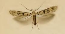 Bryotropha domestica