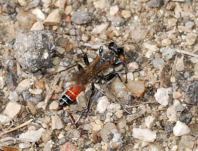 Prionyx kirbii