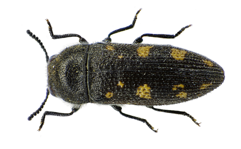 Acmaeodera bipunctata