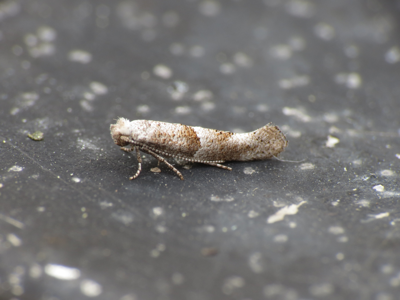 Cedestis subfasciella