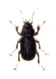 Pterostichus vernalis