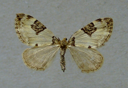 Corythée étranglée (La)
