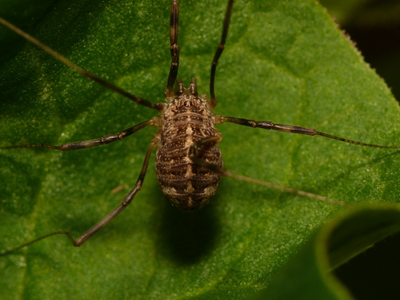 Opilio saxatilis