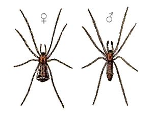 Épisine tronqué