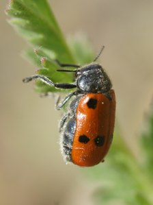 Lachnaia tristigma