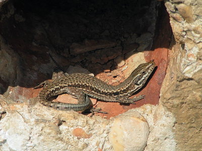 Lézard des murailles (Le)