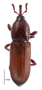 Mesites pallidipennis