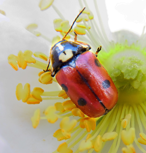 Cryptocephalus cordiger