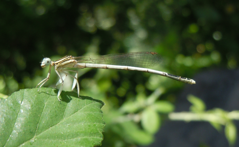 Agrion blanchâtre