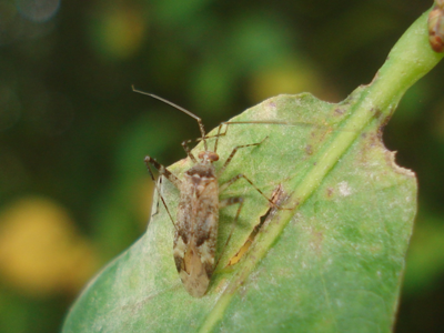 Phytocoris tiliae
