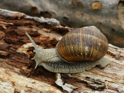 Escargot de Bourgogne