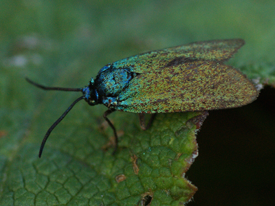 Procris vert bronze (Le)