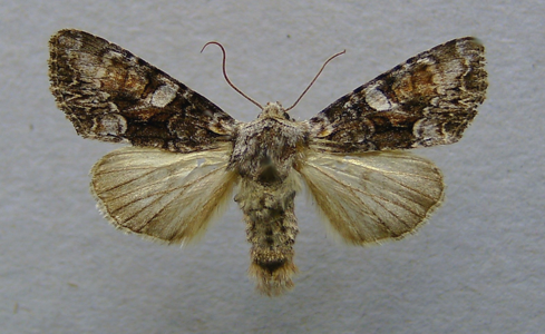 Noctuelle contiguë (La)