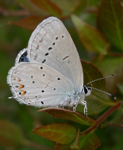 Azuré du Trèfle (L')