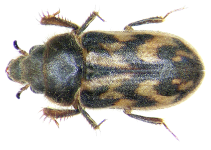 Heterocerus fenestratus