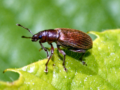 Polydrusus impar