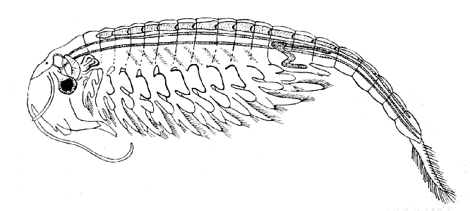 Branchipe stagnal (Le)