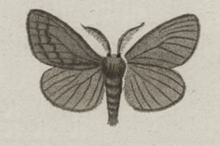Bombyx usé (Le)