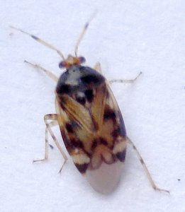 Deraeocoris lutescens