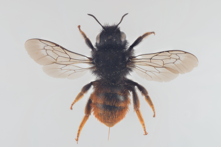 Osmia bicolor
