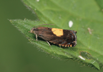 Pammene regiana